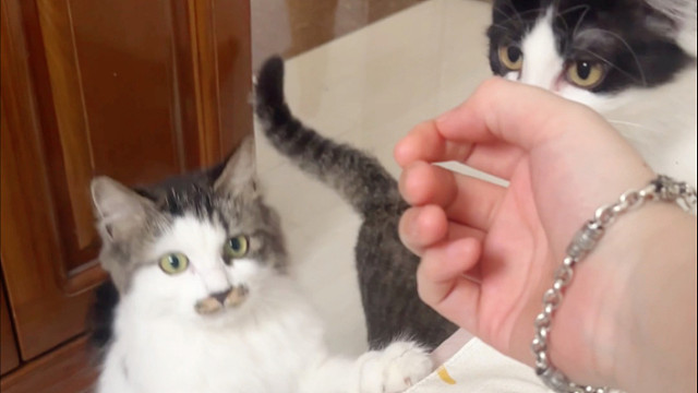 怎么有小猫叫起来叽叽的