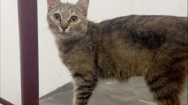 搬回老家第一个星期打开门发现有流浪小猫在门口等着