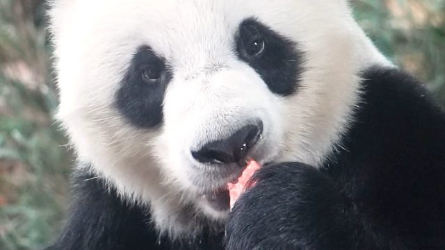 比小宝宝吃的还小口