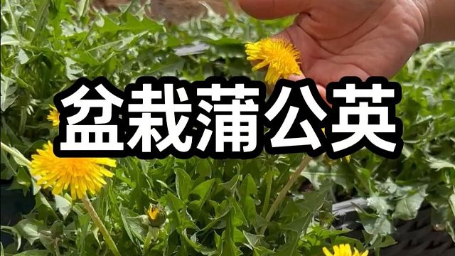 蒲公英是个好东西，花盆就能长的好#蒲公英