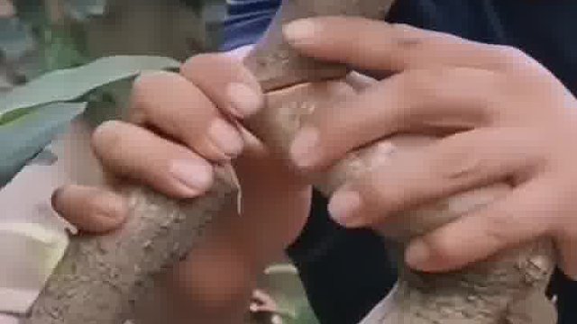 原来盆景是这么玩的