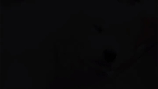 我家可爱的毛孩子