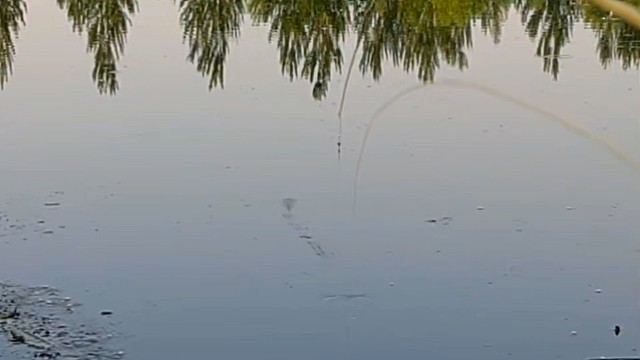 野钓鲫鱼