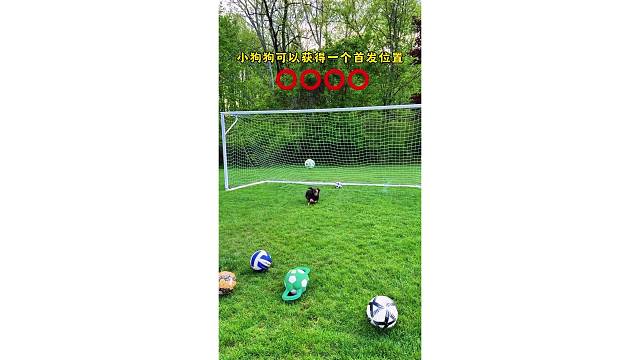 小狗狗可以获得一个首发位置，4次射门扑出3个