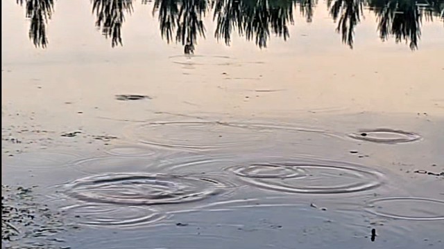 野钓鲫鱼