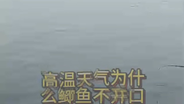 高温天气下，鲫鱼不开口的原因