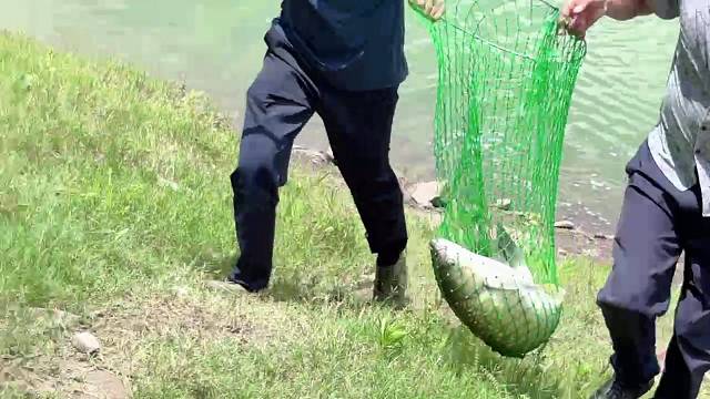 溜鱼两个小时的大物