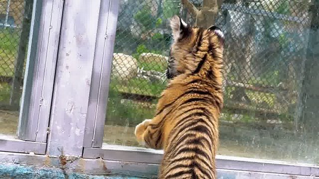 东北虎崽崽出街吓坏狼