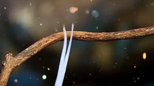 林间仙子，翩若惊鸿