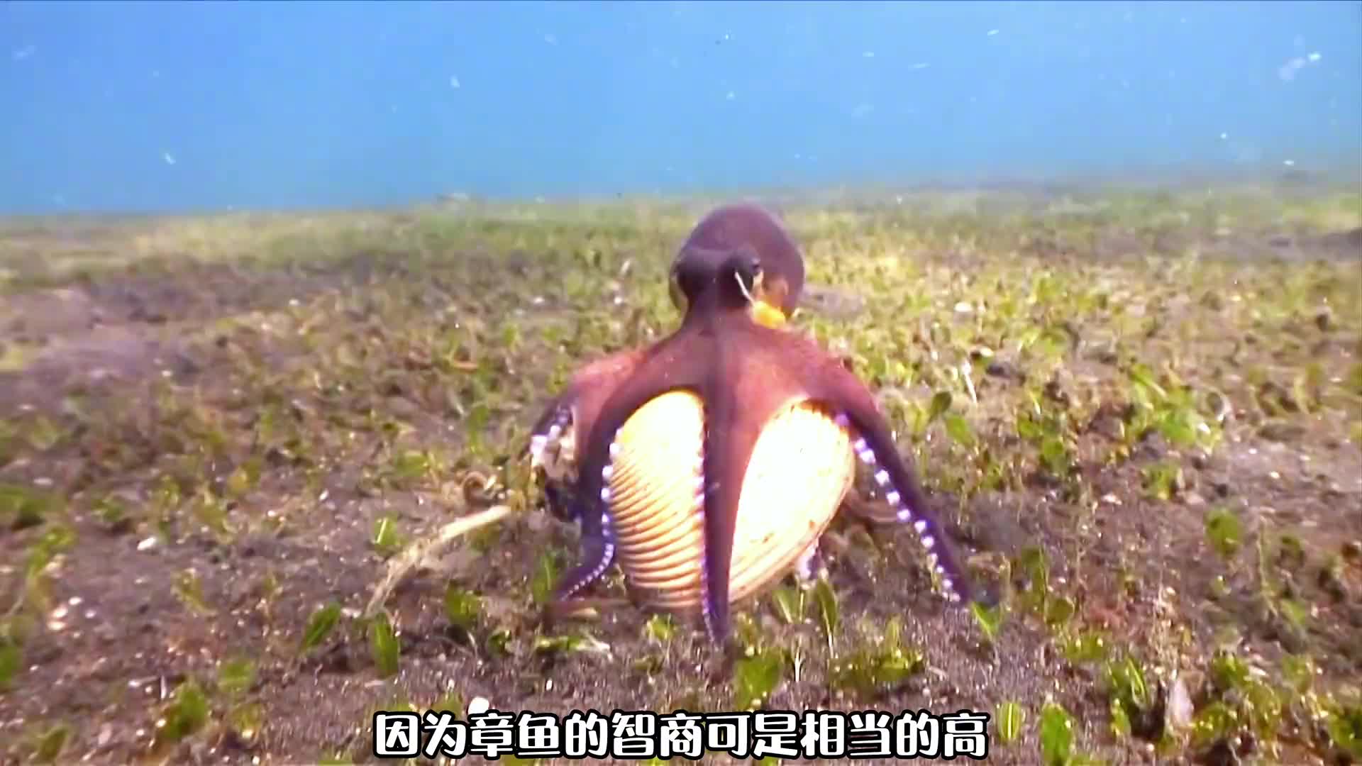 为什么这么说，章鱼是最有可能的外星生物。