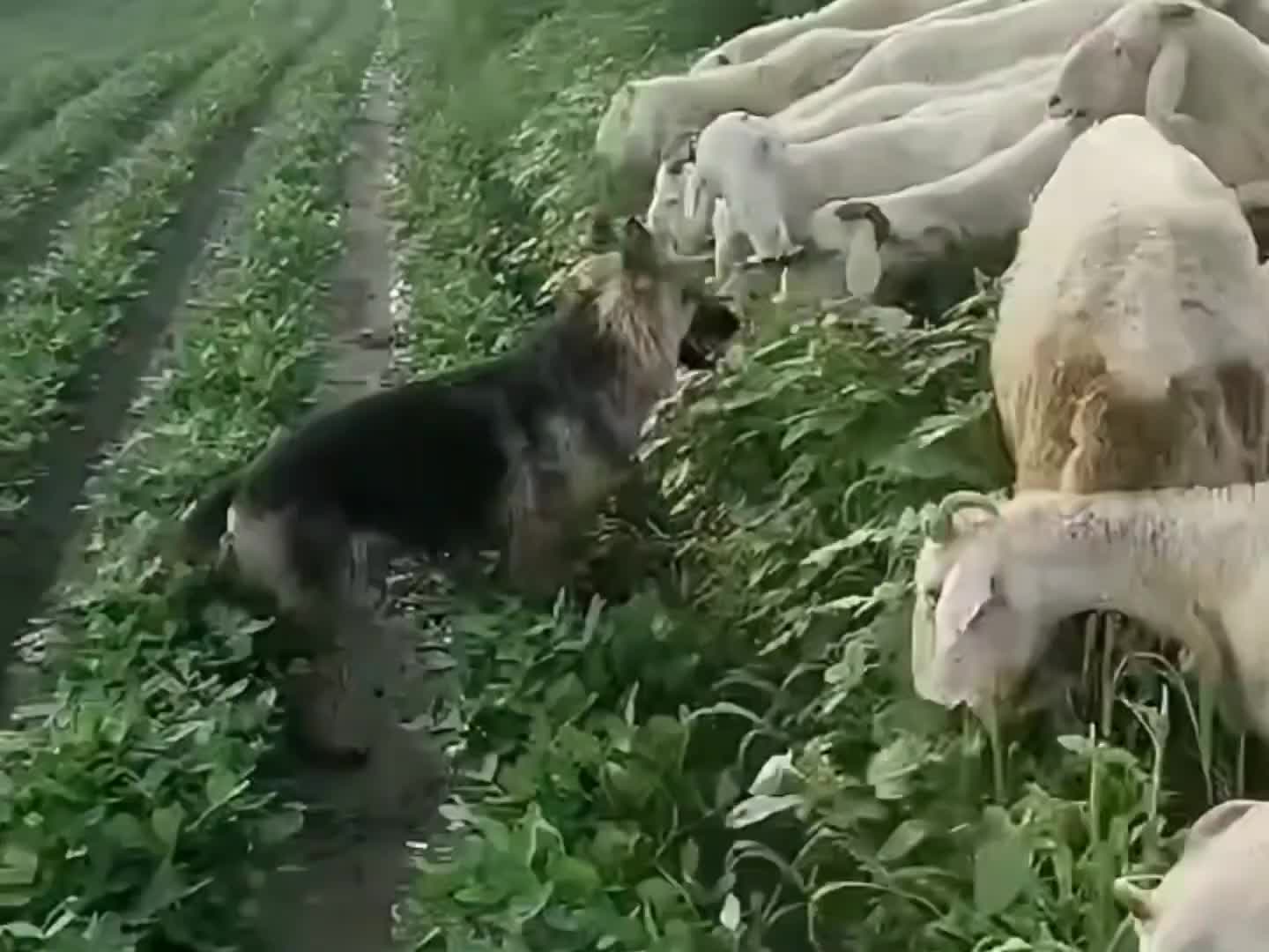 没功劳也有苦劳