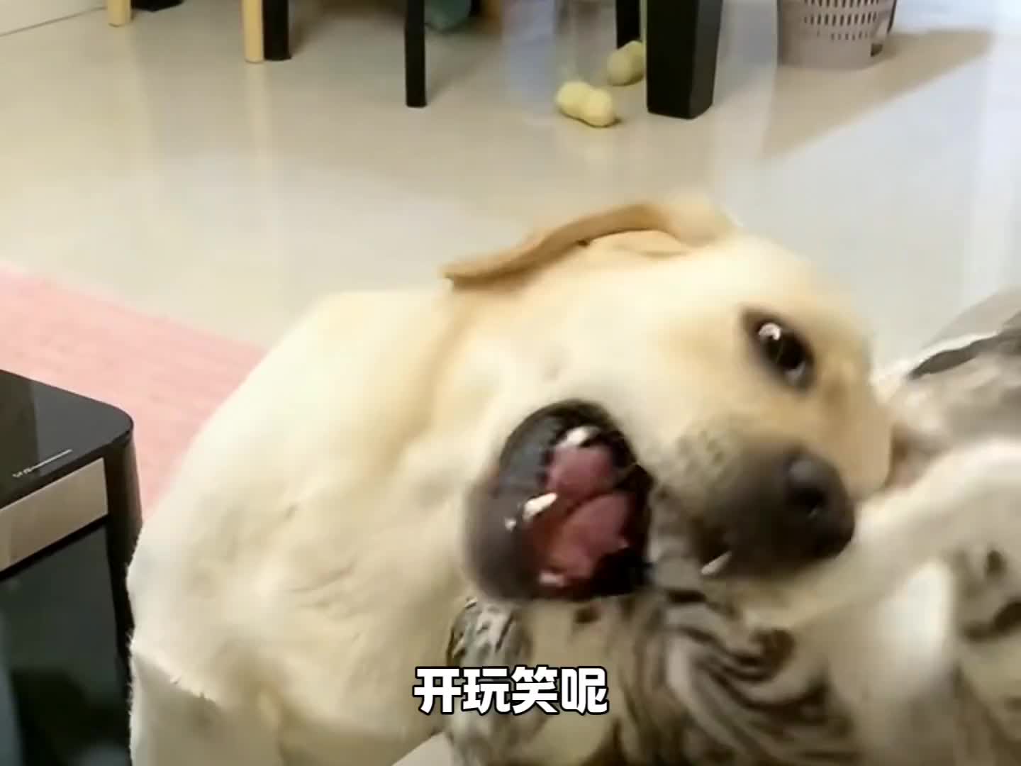 狗狗害怕了
