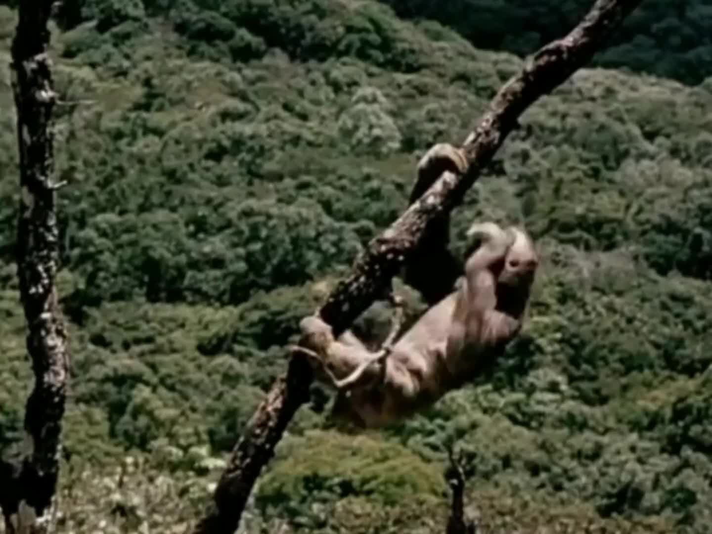 当树懒姐遇到豹哥，这速度最快了吧