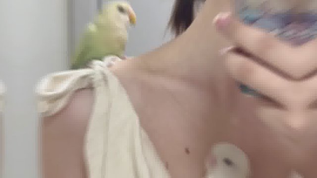 鹦鹉也是鹰 没啥不一样