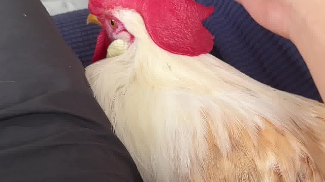 突然觉得养鸡跟养狗没什么区别