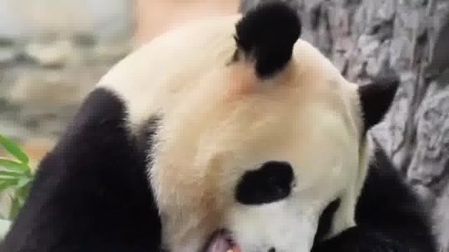 所以这到底是爱还是因为福宝有利可图