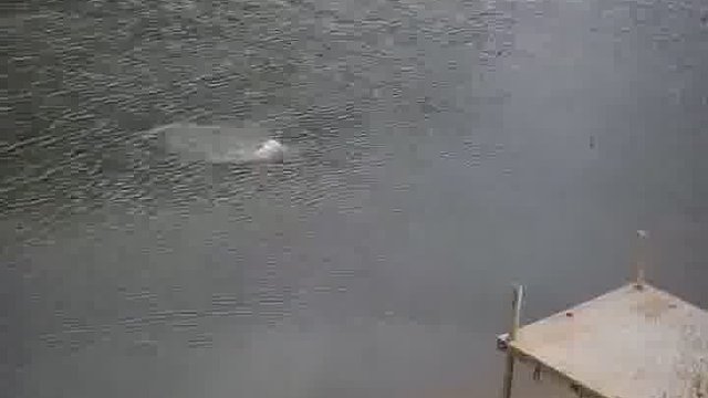 钓鱼佬只要看到它，就明白这里有大鱼