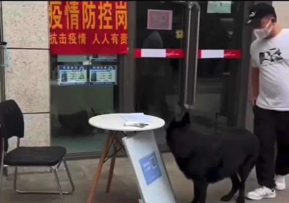 这狗我认识，高考坐我旁边