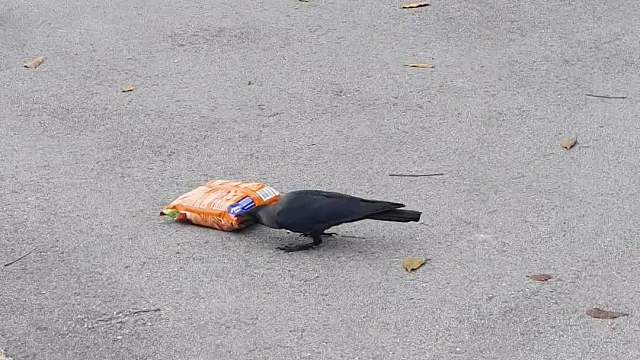 乌鸦真的是很聪明呀