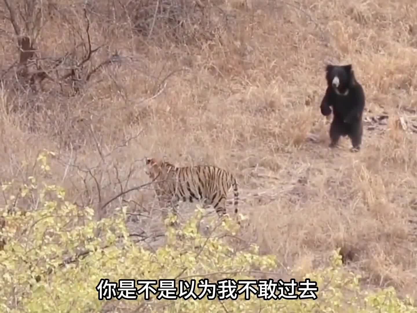 原来是狗能哈哈哈