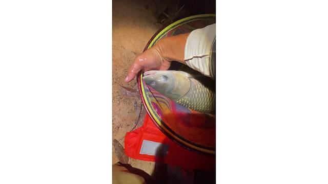 真不容易啊大草鱼