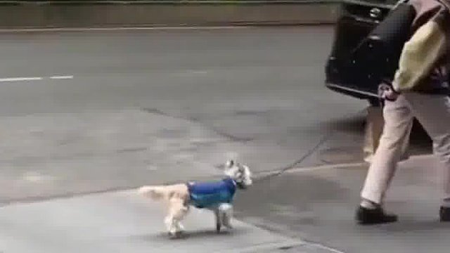 老奶奶和她上了弹簧的狗子！