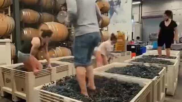 为什么用脚踩的葡萄酒反而卖的更贵？！