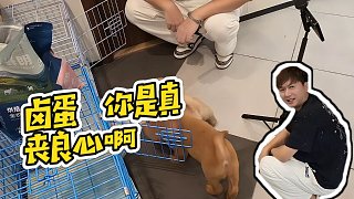 【小酷】鹵蛋  你是真喪良心啊