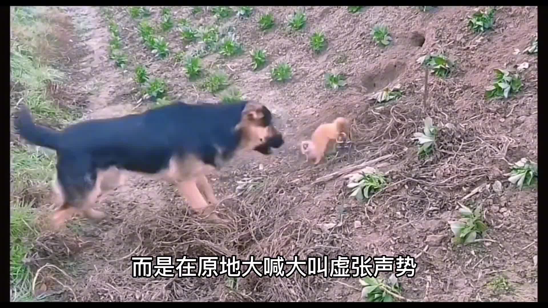 黄鼠狼遇见大自己几倍的猎狗毫不畏惧