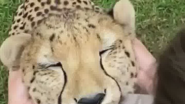 没事的就是猎豹，有事的等开席