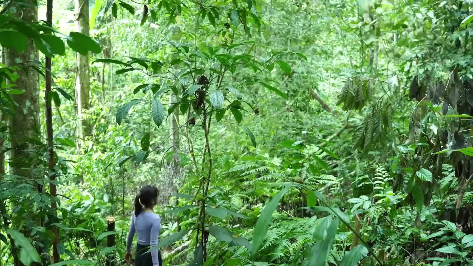 离谱又过瘾！妹子孤身荒野全手工建木屋，野味吃播把生存玩成美食秀