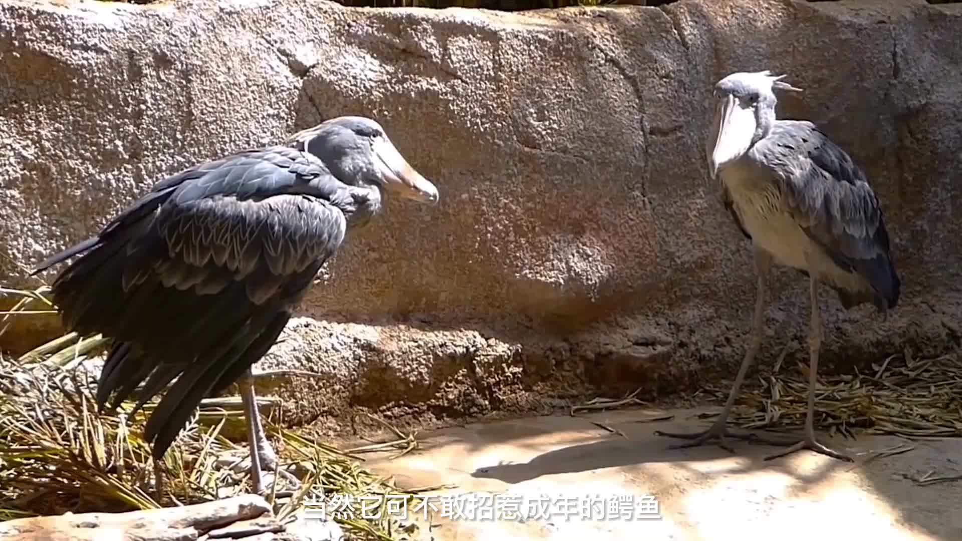 全球最傻的四种动物，你见过几个呢？