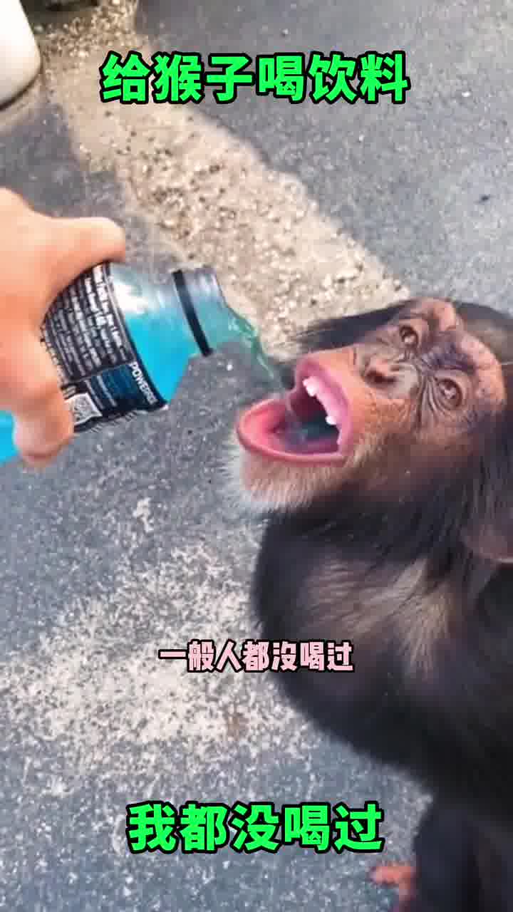 你在游戏里见过哪些你最喜欢的非传统坐骑？[OC] : r/DnD, image size:720x1280