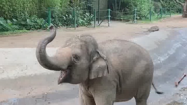 长隆养的小象就像小朋友一样，都是快快乐乐的