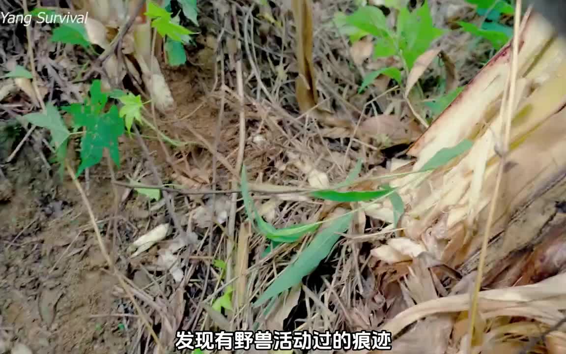 媳妇背猪八戒过河，野外搭建庇护所。