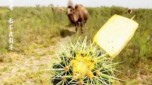 农场主热衷恶作剧，最爱用柠檬逗骆驼