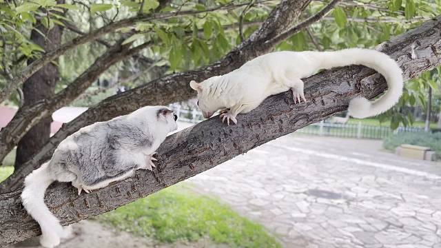 小蜜姐俩许久没出屋啦