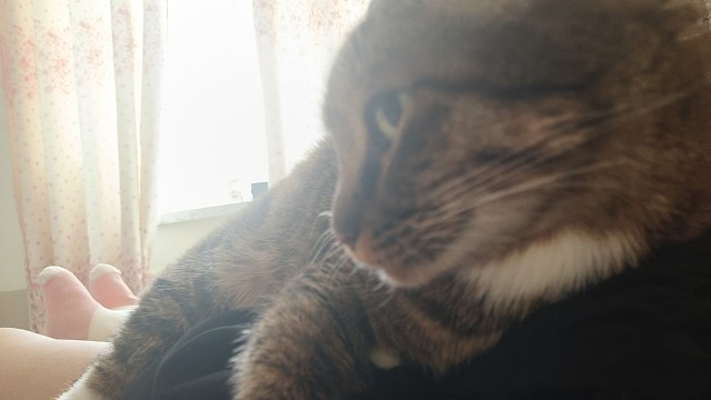 收养的流浪猫陪伴我很久了刚看到时候冻够呛