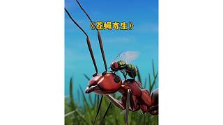蒼蠅竟然把卵寄生在螞蟻體內