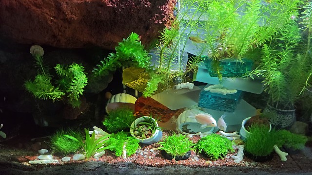 迷你鹦鹉鱼起飞