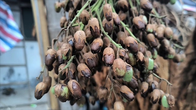 烟叶种子产量有多高？原来一个果子里面有2000多粒种子，一株烟叶可以长出大约10万粒种子！你被震惊到