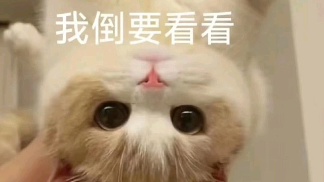 每天几分钟，刷满21件蓝装和无上限天工毒，狗粮看运气，每天都能刷