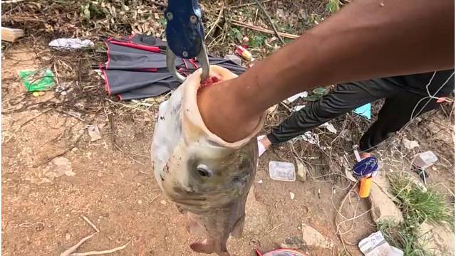 能吞下拳头的鱼有多大