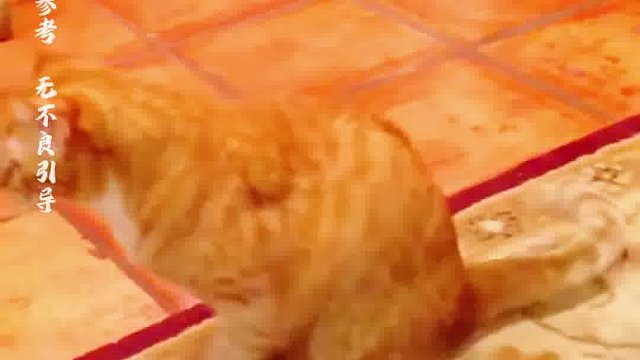 这只调皮的猫咪在地板上蹭屁屁，留下了一道奇怪的痕迹