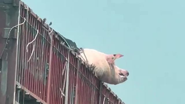 目睹了猪跳车全过程