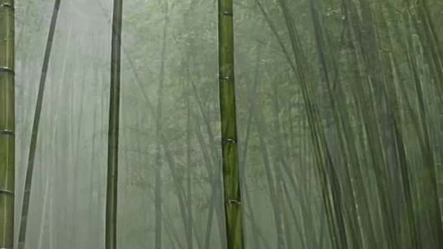 竹林深处寻清风，细雨绵绵惹意浓。翠竹静幽醉心梦，此生独恋天地情。