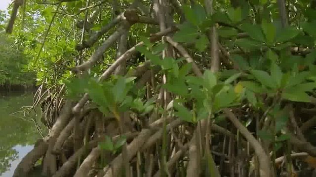 能潜水捕鱼的猫