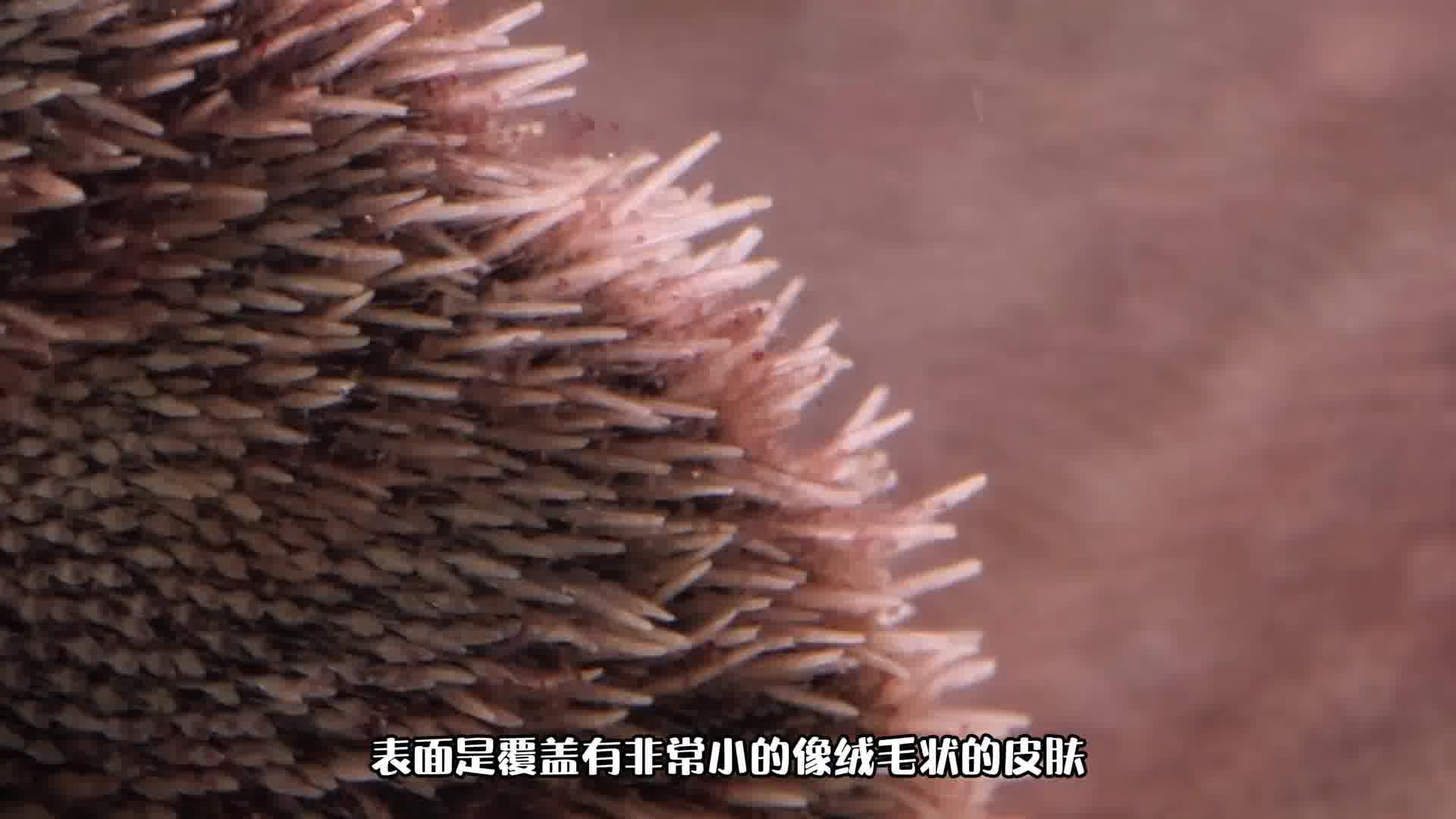 你见过“沙币”吗？我可不是在骂人