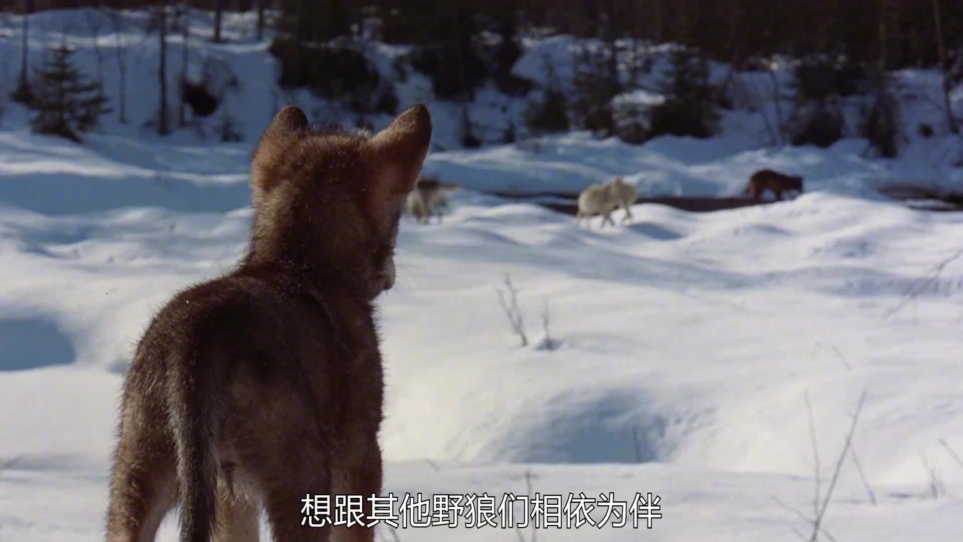母狼身负重伤，拼命爬回小狼身边才放心闭眼！