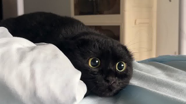 逐渐变成邪恶猫猫虫